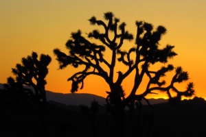 Joshua Tree sunset on Memorial Day rock climbing trip