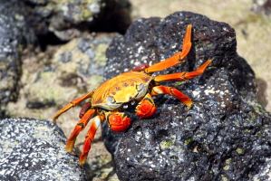 Lively crabs on the Galapagos Islands