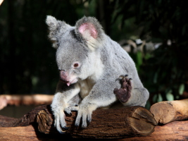 Despite looking hard, never managed to spot one of these in the wild while on our 3 week trip in Australia. But this was at a koala sanctuary in Brisbane and the light was just right!