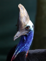 A cassowary - one of the most badass animals on earth. We were extremely lucky to see one in the wild!