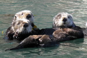 Sea otters are awesome. There are way better photos of otters on the internet but on a climbing + sea kayaking weekend down the California coast in mid winter, we managed to get really close to these guys - memorable!