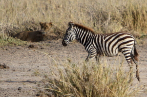 Baby zebra for breakfast?