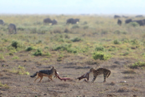Cheetah-jackal tug-of-war