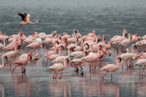 Pink flamingos at Lake Nakuru