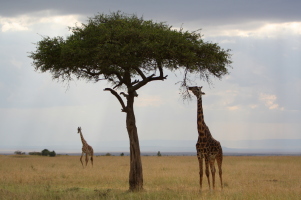 Masai Mara