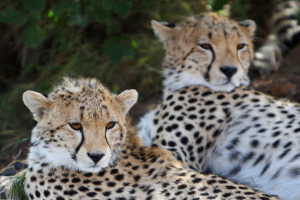 Sleepy cheetahs