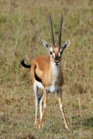 Curious impala