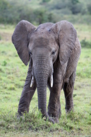 Baby elephant stumbling around