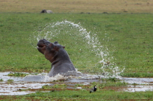 Hippo having a blast in the Amboseli swamp