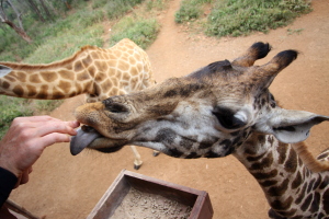 Handfeeding giraffes at the Giraffe Centre in Nairobi