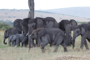 Elephant get-together