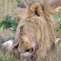 Lions are really good at napping