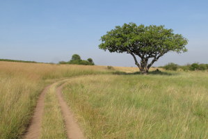 Road through the Mara