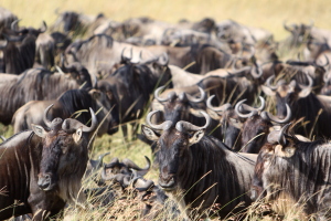 A pile of wildebeest