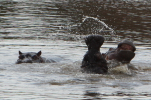 Hippos playing in the water