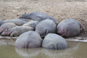 Hippo butts