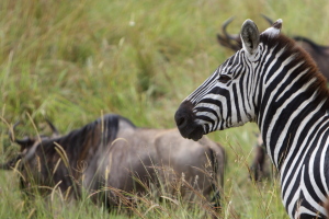 Zebra & wildebeest