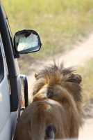 Lion trying to carjack the safari van