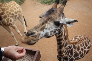 Melissa feeding the giraffe
