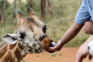 me feeding the giraffe