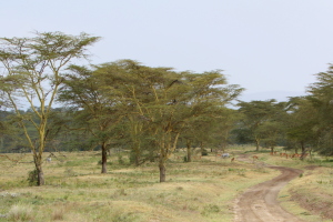 Start of afternoon game drive
