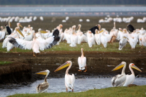Pelicans & flamingos at Lake Nakuru