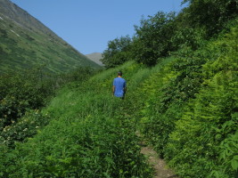 Lots of vegetation