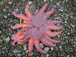 Sea star on the beach