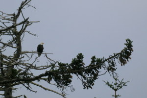 The male was keeping guard