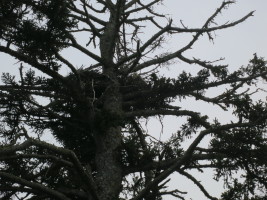 The female was feeding the chicks seagull...