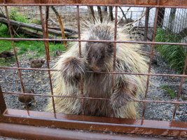 Porcupine at the wildlife conservation center outside of Anchorage