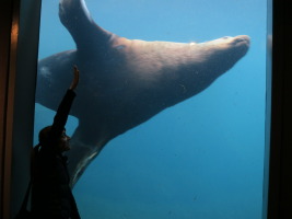 Stellar sea lion at the sealife center in Seward - good rainy day activity