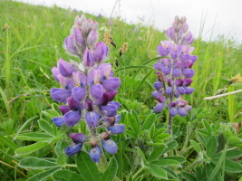 Lots of wildflowers