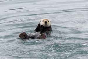 Cute sea otter