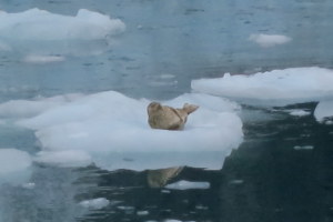 Seals love hanging out on the ice chunks