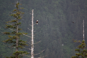 Bald eagle