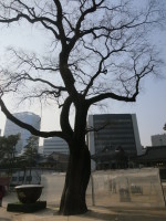 150 year old tree outside the temple