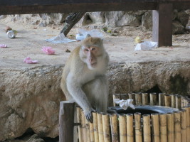 Sad that the monkeys feed on the garbage...