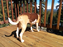 Checking out the views from the deck