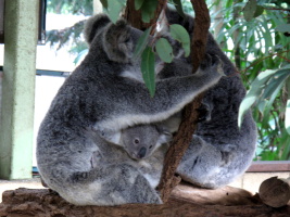 Baby koala - cute overload!