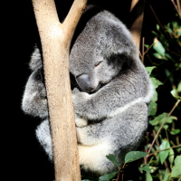 Koalas sleep 20 hours a day
