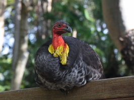 These turkeys were all over Brisbane in the wild..