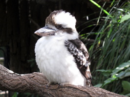 Kookaburra