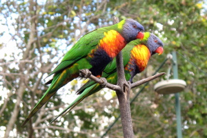 Lorikeet feeding time - it was madness