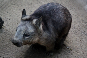 Wombat!