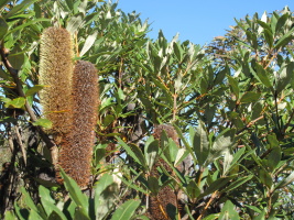 Weird tree at the top of the mountain