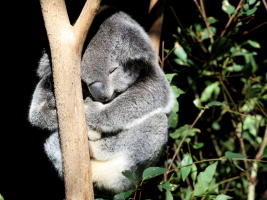 Koalas sleep 20 hours a day