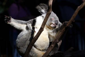 As some Australians next to us said, “Aww, he's having a scratch!”