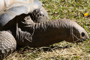 Tortoises are sweet!