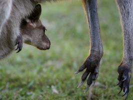 Joey in mom's pouch!